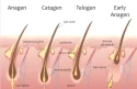 Come funziona la crescita dei capelli: demistificare le fasi anagen, metagen, telogen ed ecogeniche